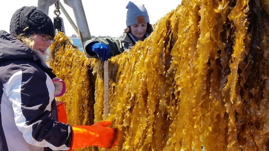 GreenWave's Ocean Farming!