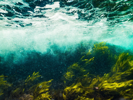 Eat this chocolate bar and help restore the ocean!