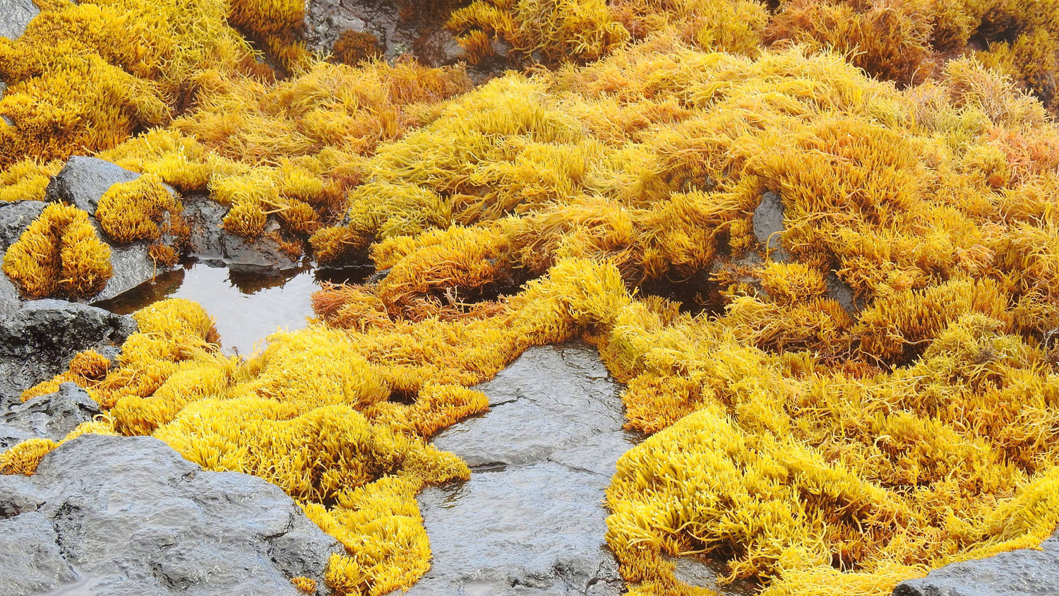 sea vegetables health benefits. Kelp in Nova Scotia