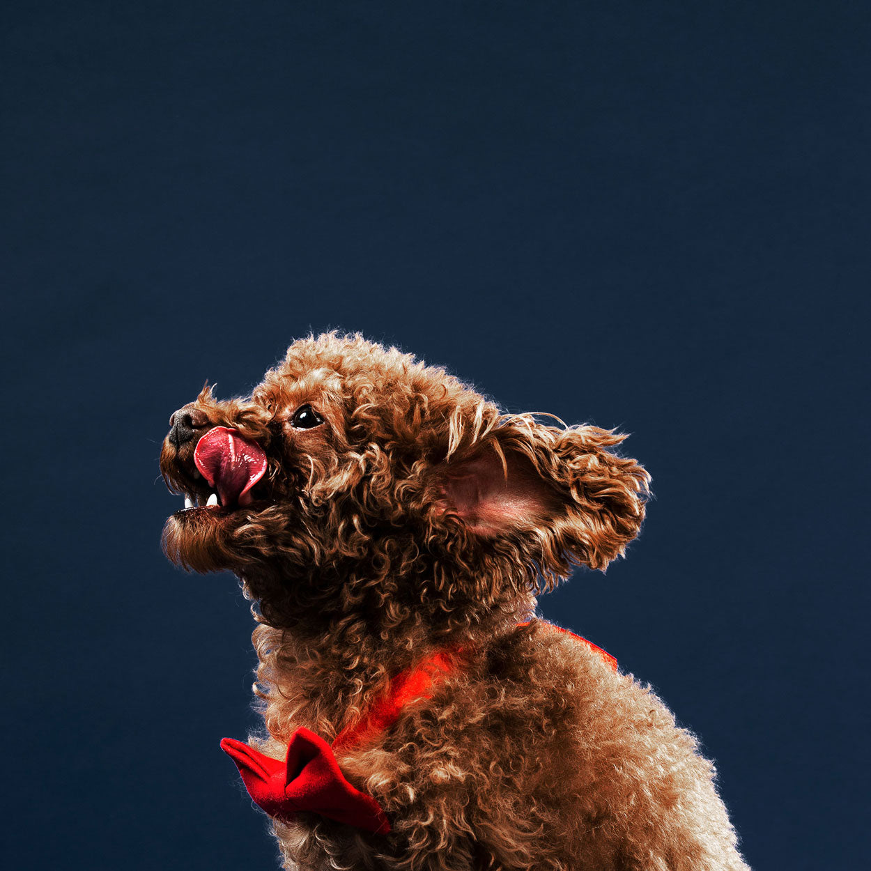 Sea Vegetables tasty treats for dog and pets . Organic pet food